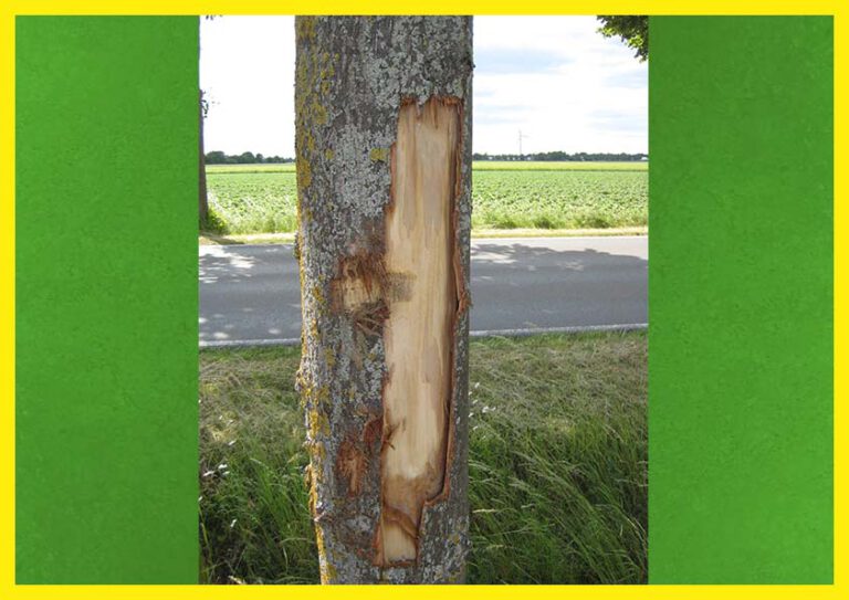 Anfrage der GRÜNEN zu Baumschäden am Kreisradweg K56 in Espelkamp